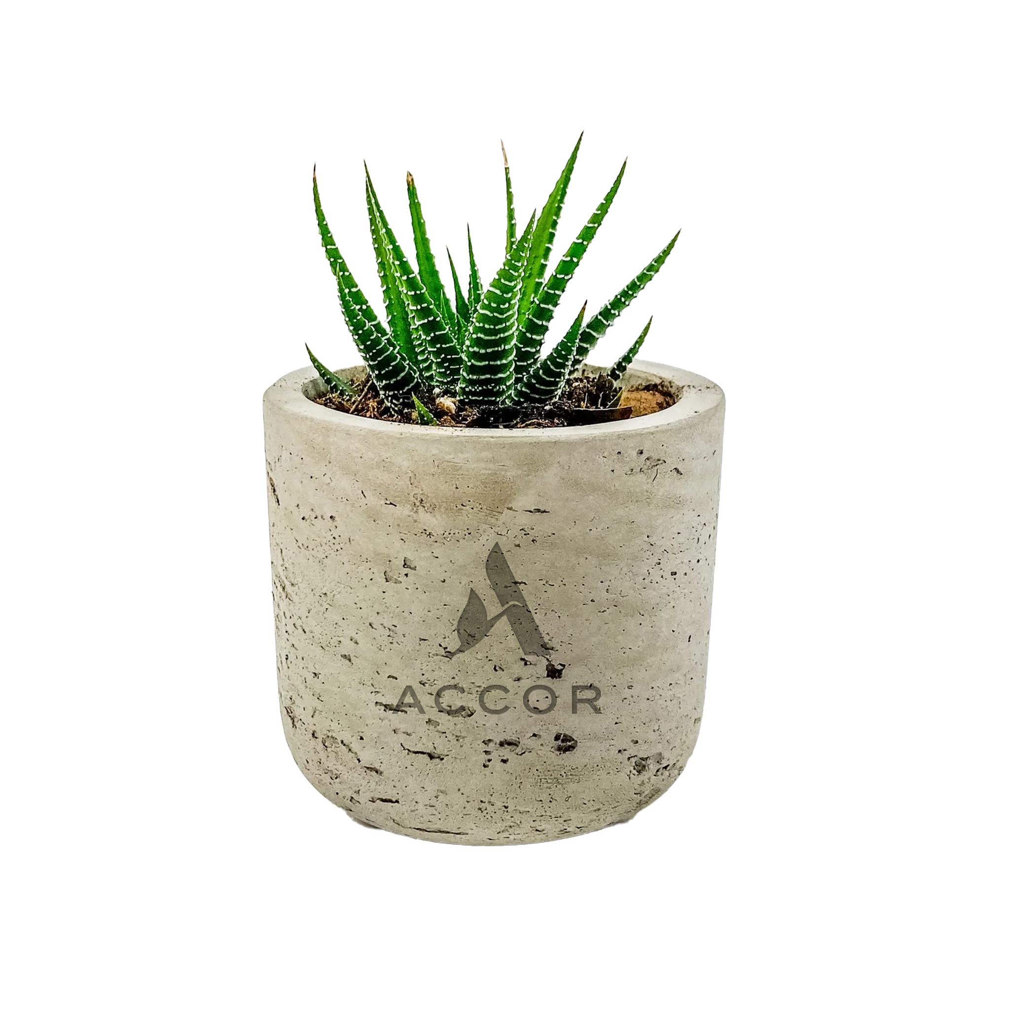 Potted Plant