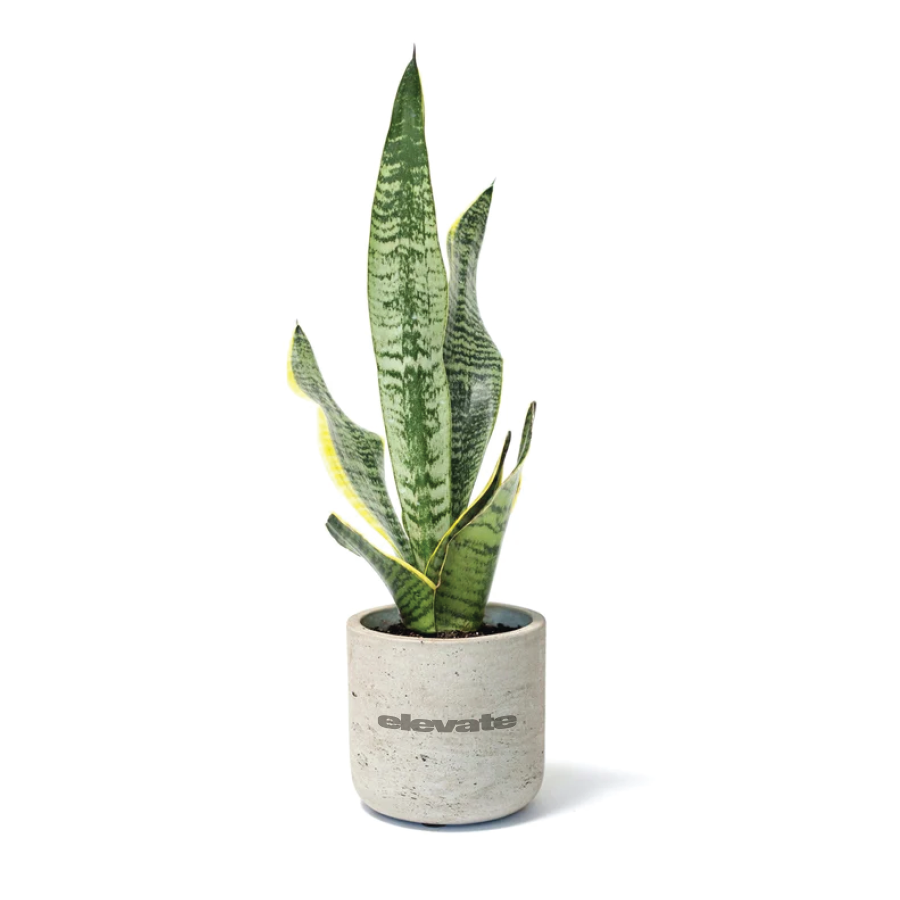 Snake Plant in Large Grey Wilson Pot