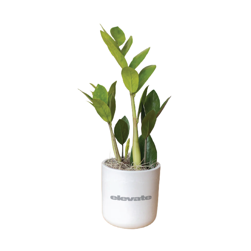ZZ Plant in Large Mason Pot