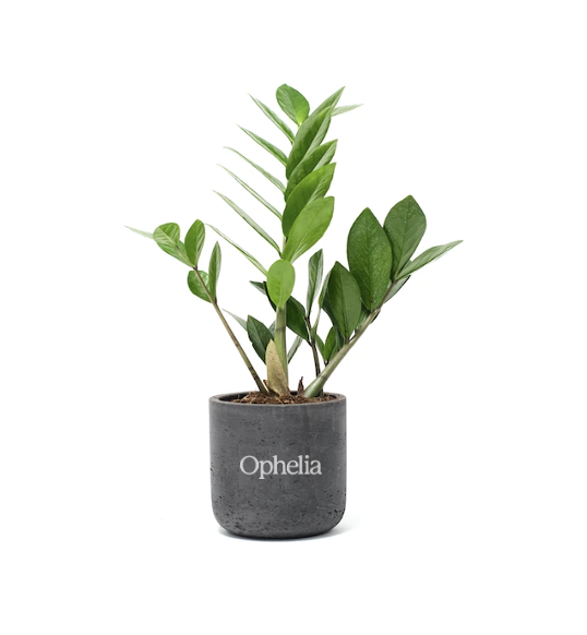 ZZ Large Black Wilson