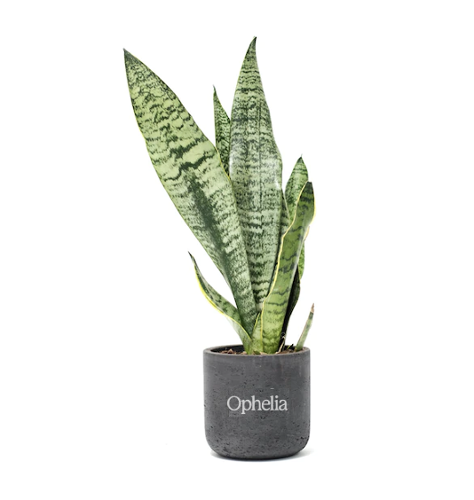 Snake Plant Large Black Wilson