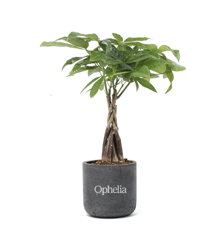 Money Tree Large Black Wilson