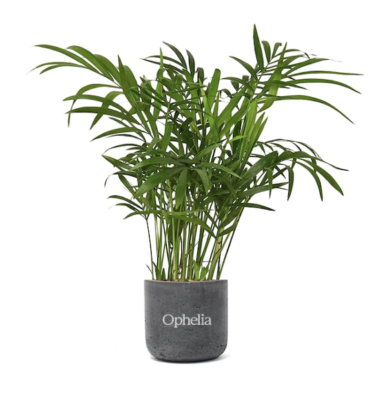 Bella Palm Large Black Wilson