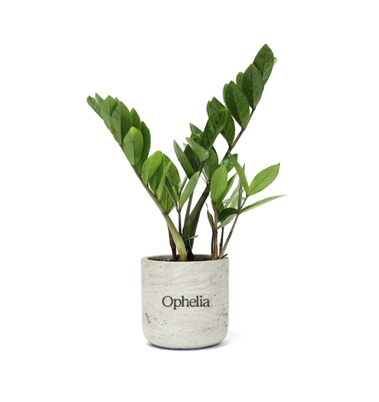 ZZ Large Gray Wilson