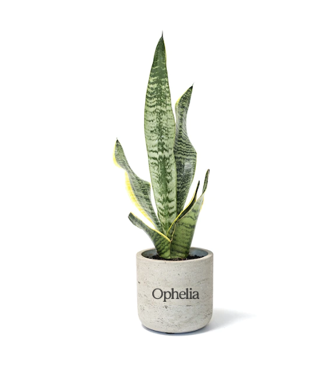 Snake Plant Large Gray Wilson