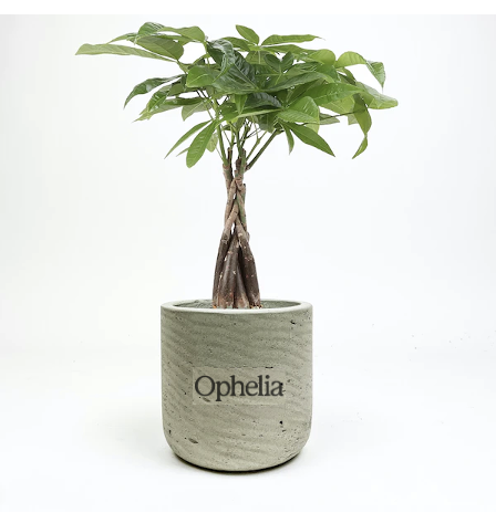 Money Tree Large Gray Wilson