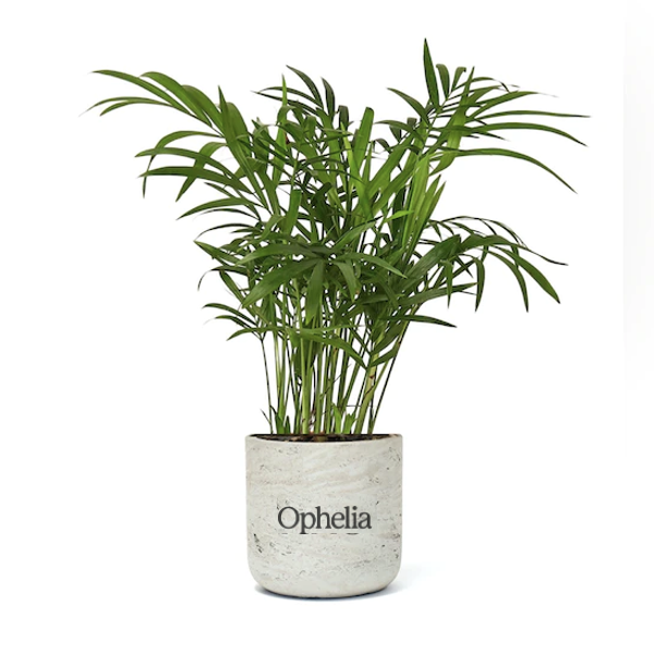 Bella Palm Large Gray Wilson