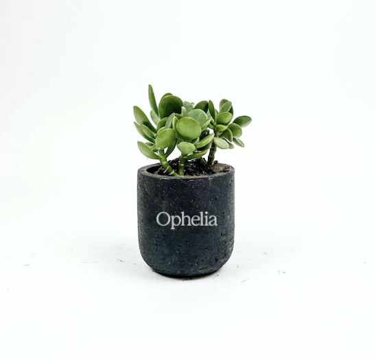 Jade Plant Mini Black Wilson