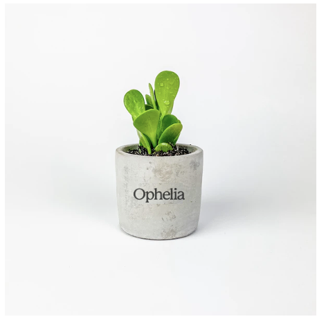 Jade Plant Mini Parker