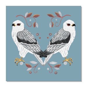 White Tailed Kite Art Print