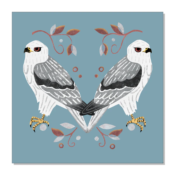White Tailed Kite Art Print