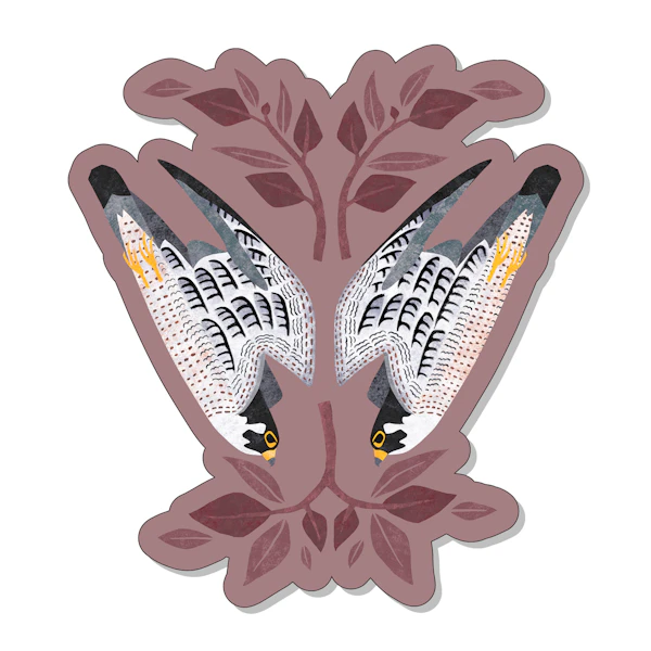 Peregrine Falcons Sticker