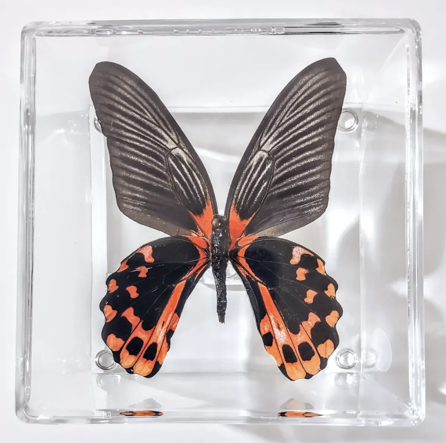 4x4 Framed Butterflies